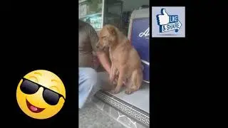 # lucu .anjing minta anu..##
