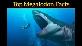 All your Megalodon shark facts in one video 😳😲#facts #shark #prehistoricanimals#megalodon