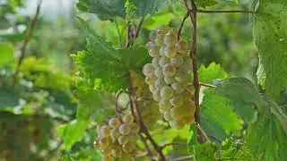 Maddalena Chardonnay