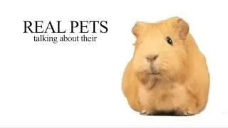 Cute talking Animals in their homes