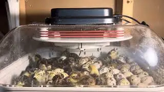 Conurix quails hatching