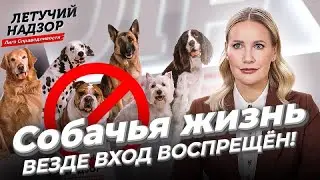 A Dog's Purpose - No Entry! | Justice League | Elena Letuchaya