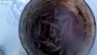 Чаны Окунь р Широкая 2020