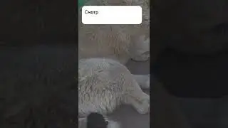 Это видео научит тебя доверять миру и другим его жителям #природа #здоровье #cat #эмоции