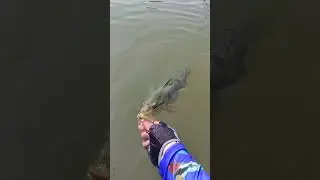 Pesca de tucunare en Hidrosogamoso o Topocoro