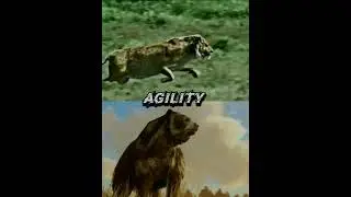 Smilodon VS Short faced bear edit🔥