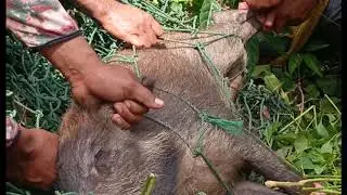 berburu babi hutan menggunakan jaring