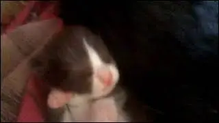 Сладко спит растем.