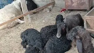 КУЙ бокиш эна болалар