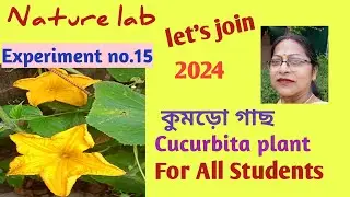 Nature lab#কুমড়োগাছ#Cucurbita Plant#কুমড়ো গাছের বর্ণনা#কুমড়োগাছেরউপকারিতা#For All Students