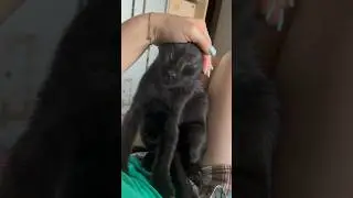Дени делает массаж #cat #животные #kitten #catlover #animals #kitty #funny #кот