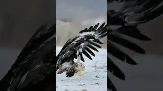 Kartalın mükemmel tavşan avı
