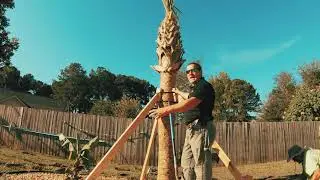 Bracing New Trees Properly