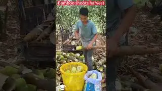 Bamboo shoot planting and harvest: fast cutting processing, crisp and sweet。竹筍種植與收成：快速切割加工，一削即好，脆甜美味