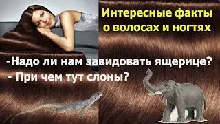 Интересные факты о волосах и ногтях.