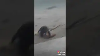 "Monyet sholat" //viral indonesia