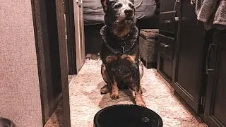 Cattle Dog Attacks Robot Vacuum