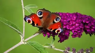 Aglais io - peacock butterfly