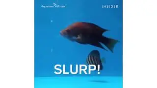 Noot Noot Fish