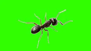 Green Screen Animation - 3D Ant (COPYRIGHT FREE)
