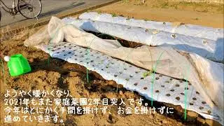 我が家の家庭菜園2021年① ビニールトンネル栽培、ポケット保温発芽、玉ねぎ、ねぎ、にんにく、そら豆、にんじん、大根、ほうれん草、かぶ