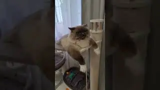 😽❤️ 