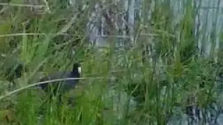 horny birds