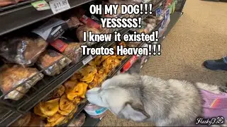 HuskyTude Goes Shopping