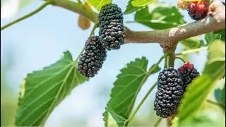 MULBERRY FRUIT FARM & HARVEST || Asian fruit