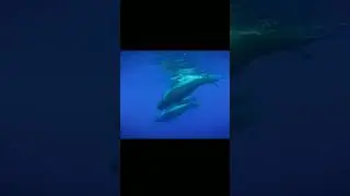 These dolphins are all feared. Pilot whales #shorts