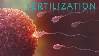 Fertilization of human/ sperm /ovam  / Pregnancy /fertilization animation process.