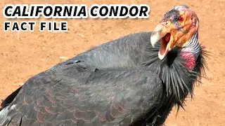 California Condor Facts: RAREST BIRD in AMERICA | Animal Fact Files