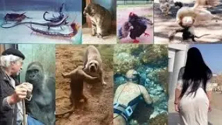 Tik Tok43 Amaizing Clips - Random Funny Moments #43 - Always Tik Tok
