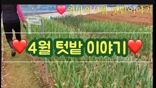 ❤️봄의 시작~ 엄마의 4월 텃밭 이야기 #mom #garden in April 🧅🧄🥬🇰🇷🎶