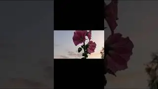 Знакомство с Рысухой
