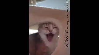 подкидыш взрослому коту 😻 вау!