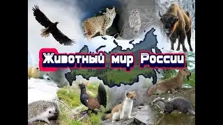 Игра «Животный мир России»