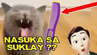 NASUKA yung Pusa Sa Suklay ??( totoo kaya yun??)
