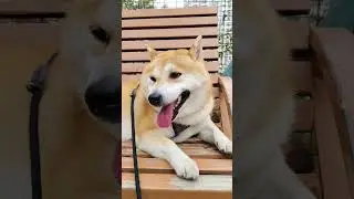 Kamu ini Anjing Bukan Manusia Gak usah duduk di Kursi ya ....(3)