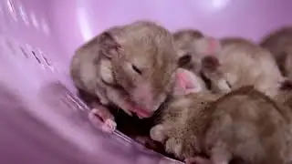 A cat named Forest and young rats /кот Форест и крысята