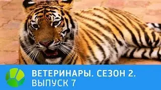 Ветеринары. Совёнок, пинчер, котёнок, тигр и лев. 2 сезон | Живая Планета