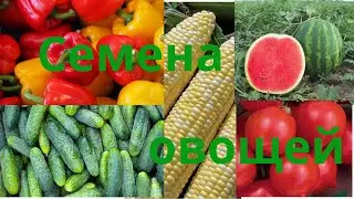 Распаковка Семена овощей на 2024 год  Горох Морковь Лук Свекла Перец Капуста Огурцы Сельская жизнь