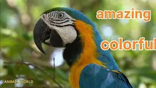 Amazing Dictionary about Colorful Parrots🦜#animal_world#animals#parrot#parrottalking#parrots