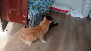 Котики: рыжий и соседский чёрный