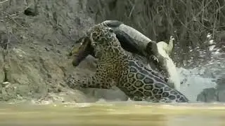 Buaya vs singa