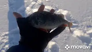 Рыбинское водохранилище. Февраль 2022года. Видеоотчет о рыбалке. День второй.