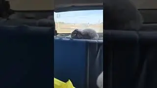 кот мартин