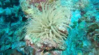 Anemone Bonaire 