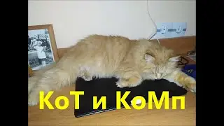 Кот и комп