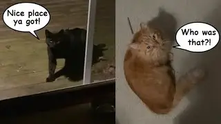 A New Kitty Visitor?